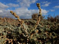 Atriplex glauca ssp ifniensis 4, Saxifraga-Ed Stikvoort